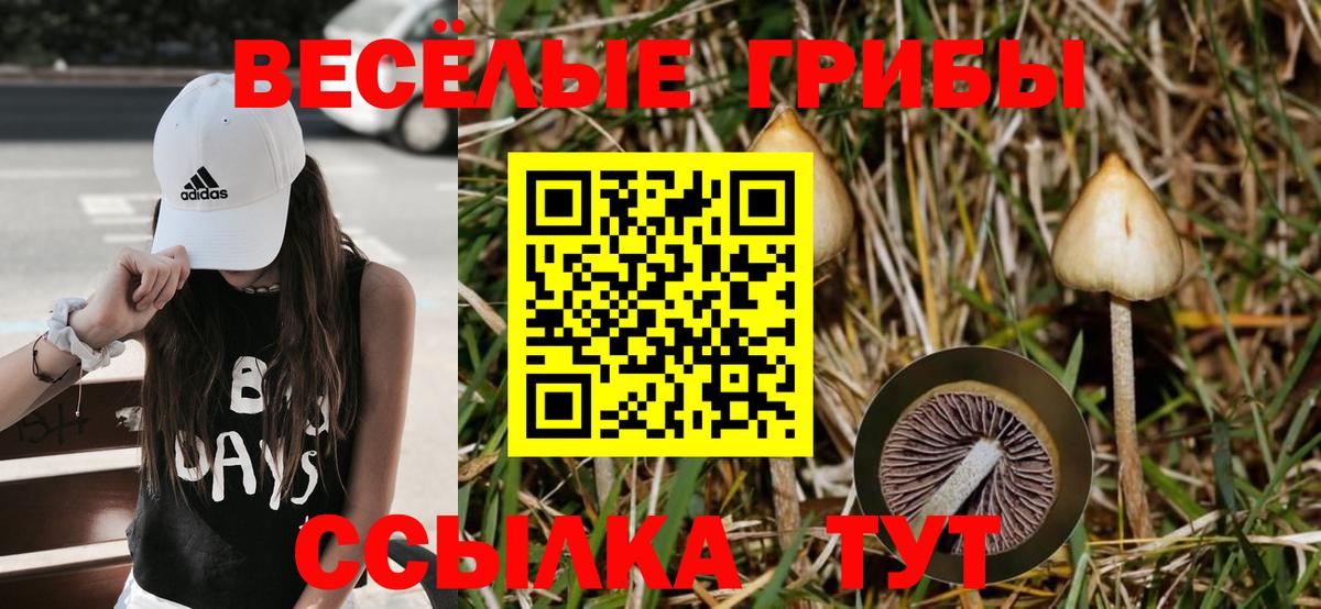 сколько стоит  Нягань  Псилоцибиновые грибы Cubensis 